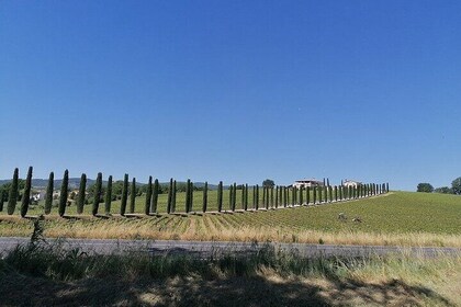 Assisi and Spoleto Private Tour from Rome