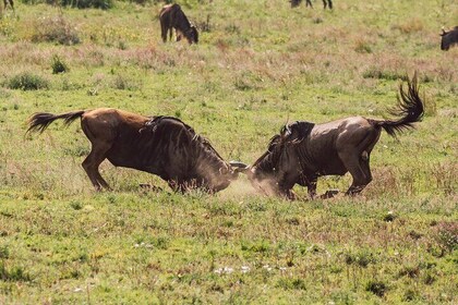 4 Day Serengeti Safari with Wildebeest Calving Season