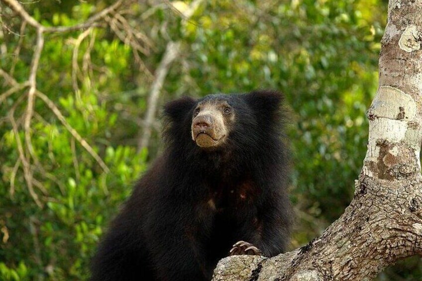 Sloth Bear in Yala National Park

