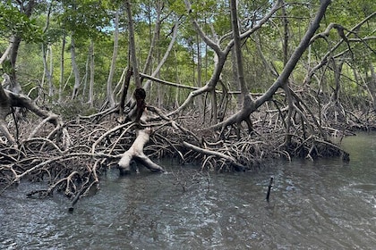 Haitian National Park and fell up