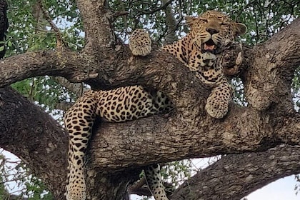 10 day All inclusive Luxury Cape Town & Kruger Experience