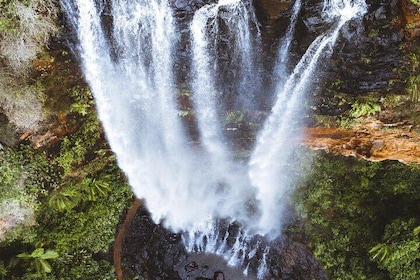 Koalas, 6 Springbrook Waterfalls and Natural Bridge Day Tour