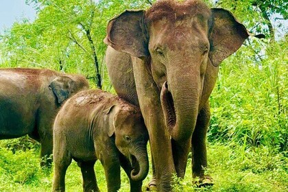 Minneriya National Park Private Tour