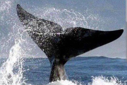 Hermanus Whales Watching, Lunch & Wine Tasting Experiences