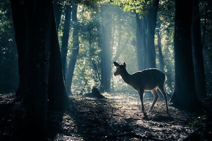 Nara: Sacred Morning Walk with Deer in the Mist