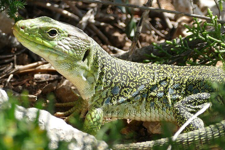Occellated lizard