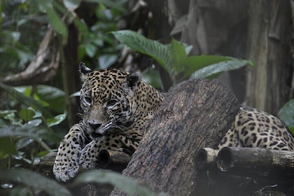 Placencia Jungle Hike and Waterfalls at Cockscomb Jaguar Preserve