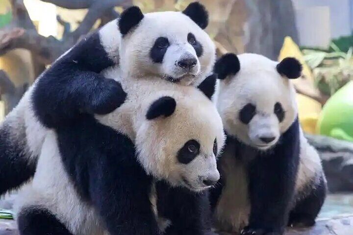 Explore Chimelong Safari Park in Guangzhou with Ride