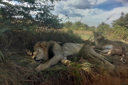 3 day Kruger National Park Safari