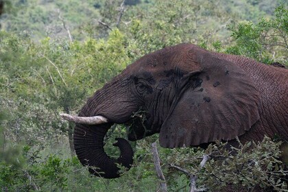 15 Day Wildlife Tour and Birdwatching in Rwanda and Uganda