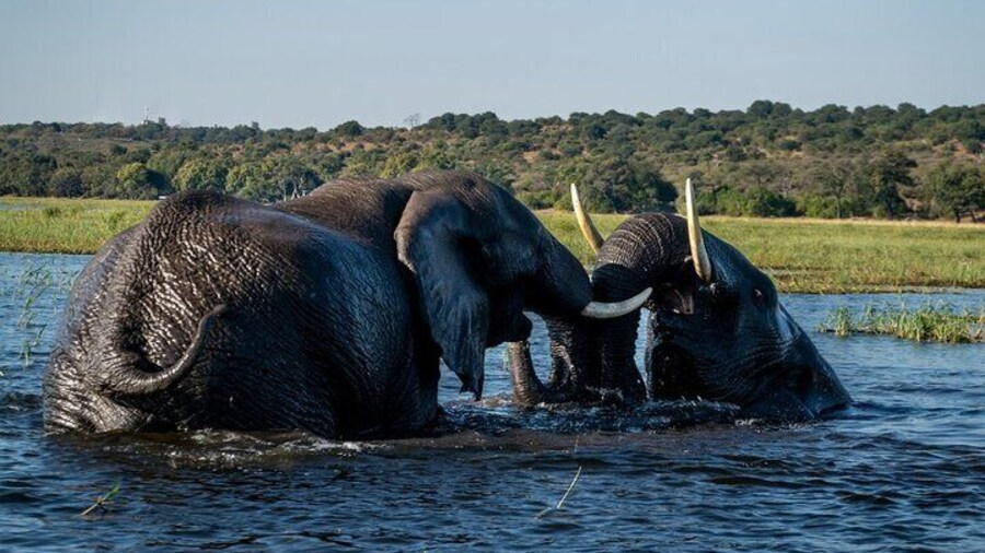 Boat Cruise in the Chobe National Park