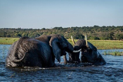 Boat Cruise in the Chobe National Park