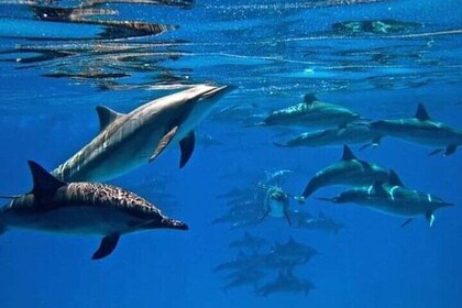 Semi Private Speedboat to Dolphin House with Transfer – Hurghada