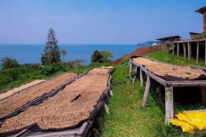 Coffee Trek Day Trip, Bean to Cup Experience