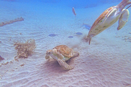 Turtle encounter, Hidden cave and Beach Tour