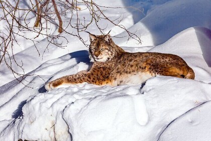 Explore Ranua Zoo with Shared Tour