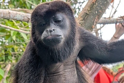 Monkey habitat, jungle of sloths and Panama Canal