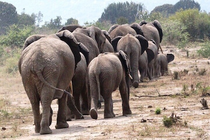 14 Days Kenya and Rwanda Safari and Trekking