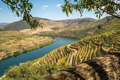 Private Douro Valley Tour 2 Wineries Cruise and Lunch