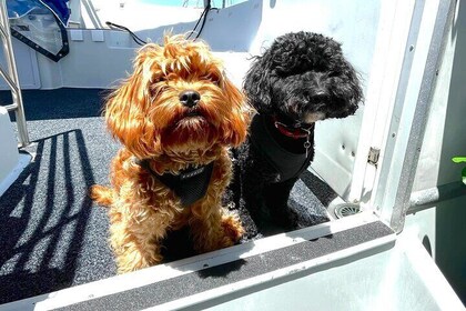 Dogs on Deck Harbour Cruise