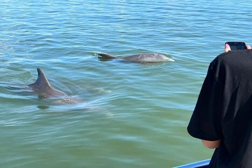 Wild dolphins posing for some pictures!