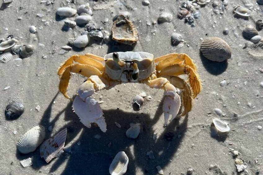 A friendly ghost crab ;)