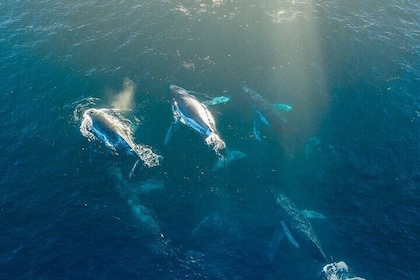 3.5-Hour Arctic Magic with Fjord and Whale Watching Adventure