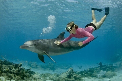 Hurghada: Royal VIP Dolphin House Snorkeling Sea Trip With Lunch