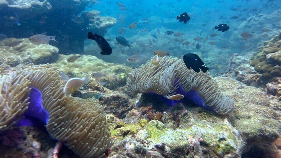 Snorkeling Adventure with Guide