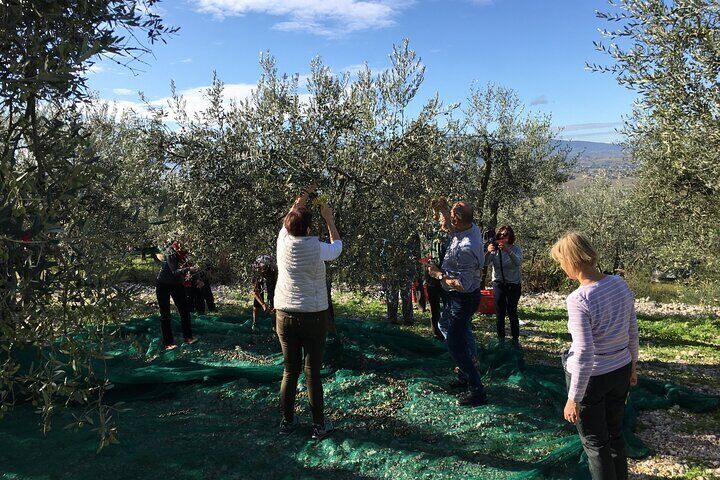 The olive harvest