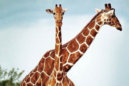 Cheetah ,Giraffe and wine tasting Experience