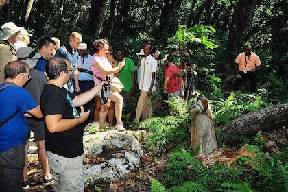 Guided Jozani Forest & Dolphin Watching with Transport – Zanzibar