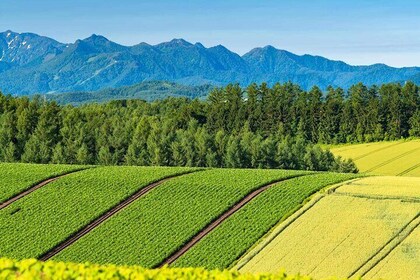 Private Car Tour to Biei Furano and Blue Pond from Sapporo