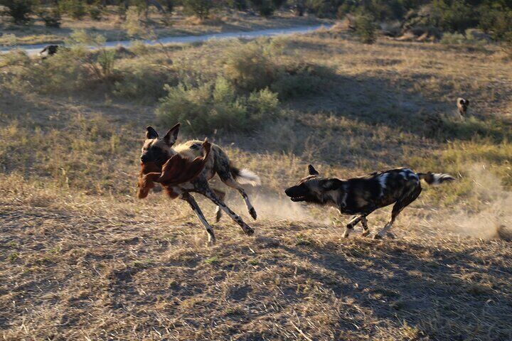 11-Day Botswana and Victoria Falls Safari Adventure