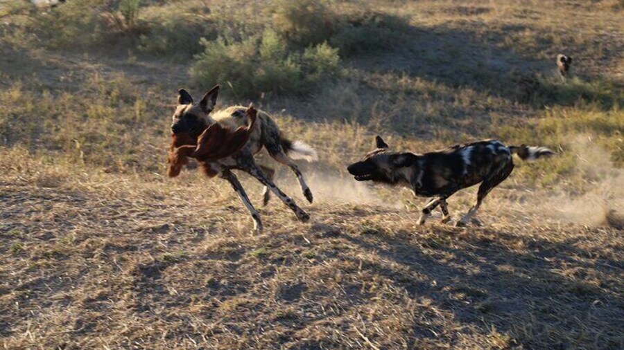 11-Day Botswana and Victoria Falls Safari Adventure