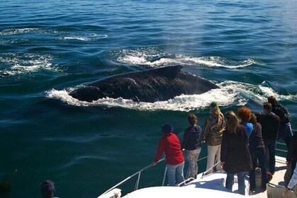 Hermanus Whale Boat Watching, Penguins & Wine Tasting from CapeT