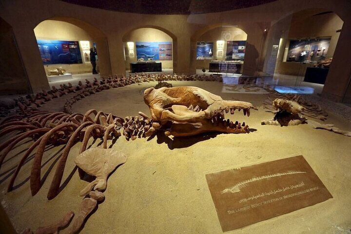 Fayoum Oasis Journey Echoes of Nature