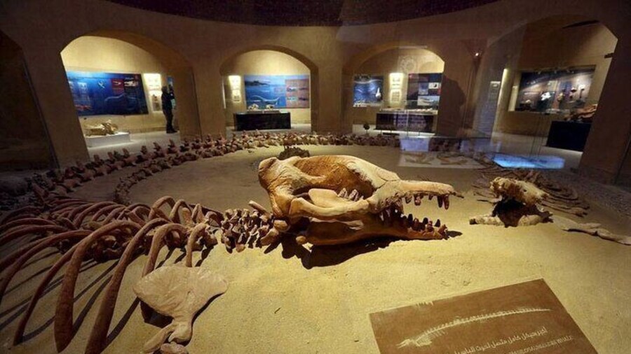 Fayoum Oasis Journey Echoes of Nature