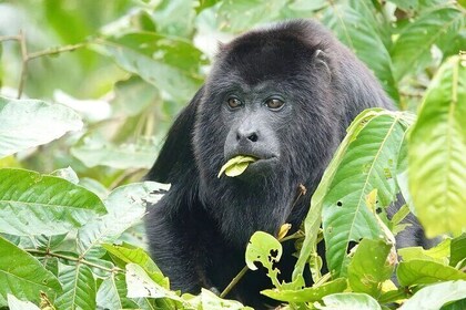 Monkey River, Manatee Watch and Placencia Visit Tour