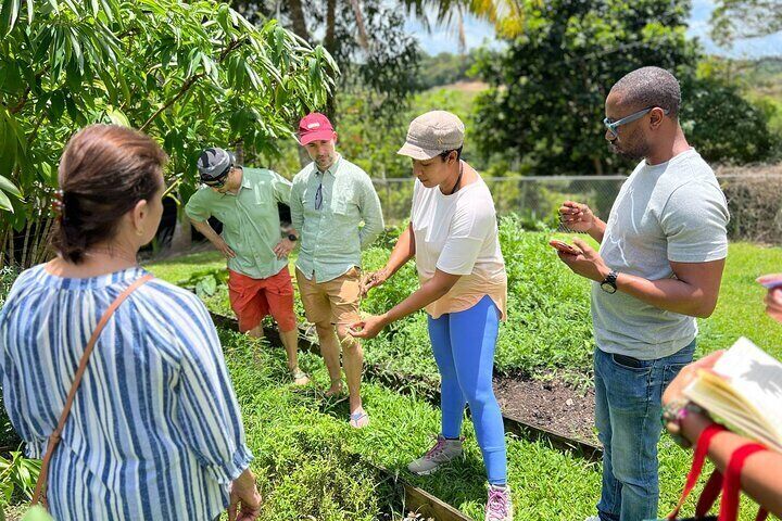 Learning about Medicinal Plants of Puerto Rico