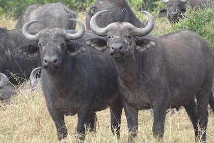 3 Days and 2 Nights Maasai Mara Safari Tour