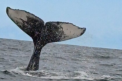 Hermanus Whale Watching Shared Boat Trip & Penguins Private Tour