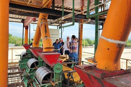 Coffee Process Tour + Cupping Experience & Boqueron Park