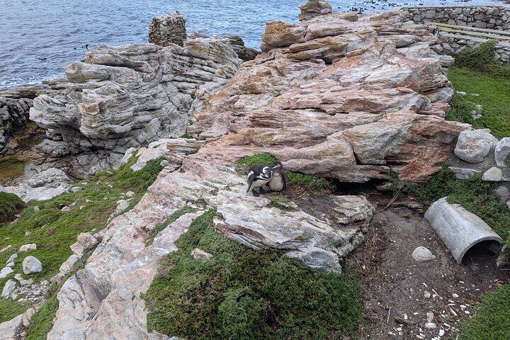  Cape Agulhas, Hermanus Stony Point Penguins Colony Tour 