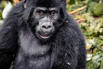 3 Day Gorilla Trekking at Bwindi impenetrable Forest