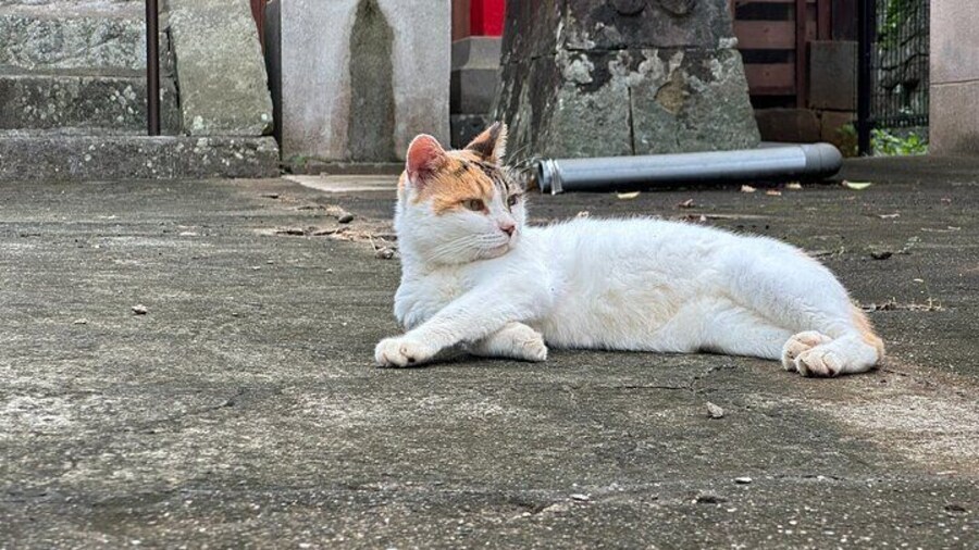 Finding Local Cats and Hidden Alleys of Nagasaki Walking Tour