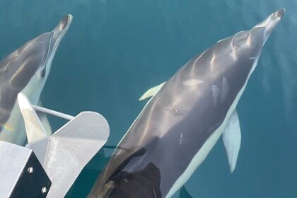 3H Private Boat Charter in Estepona