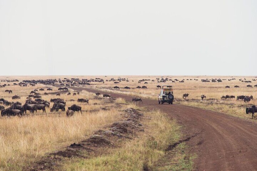 Enjoying game drive in Masai Mara