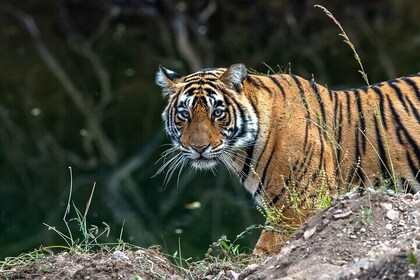 Day Trip from Jaipur to Ranthambore Tiger Safari