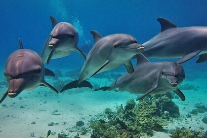 Dolphin House Snorkeling with Lunch and Water Sports in Hurghada
